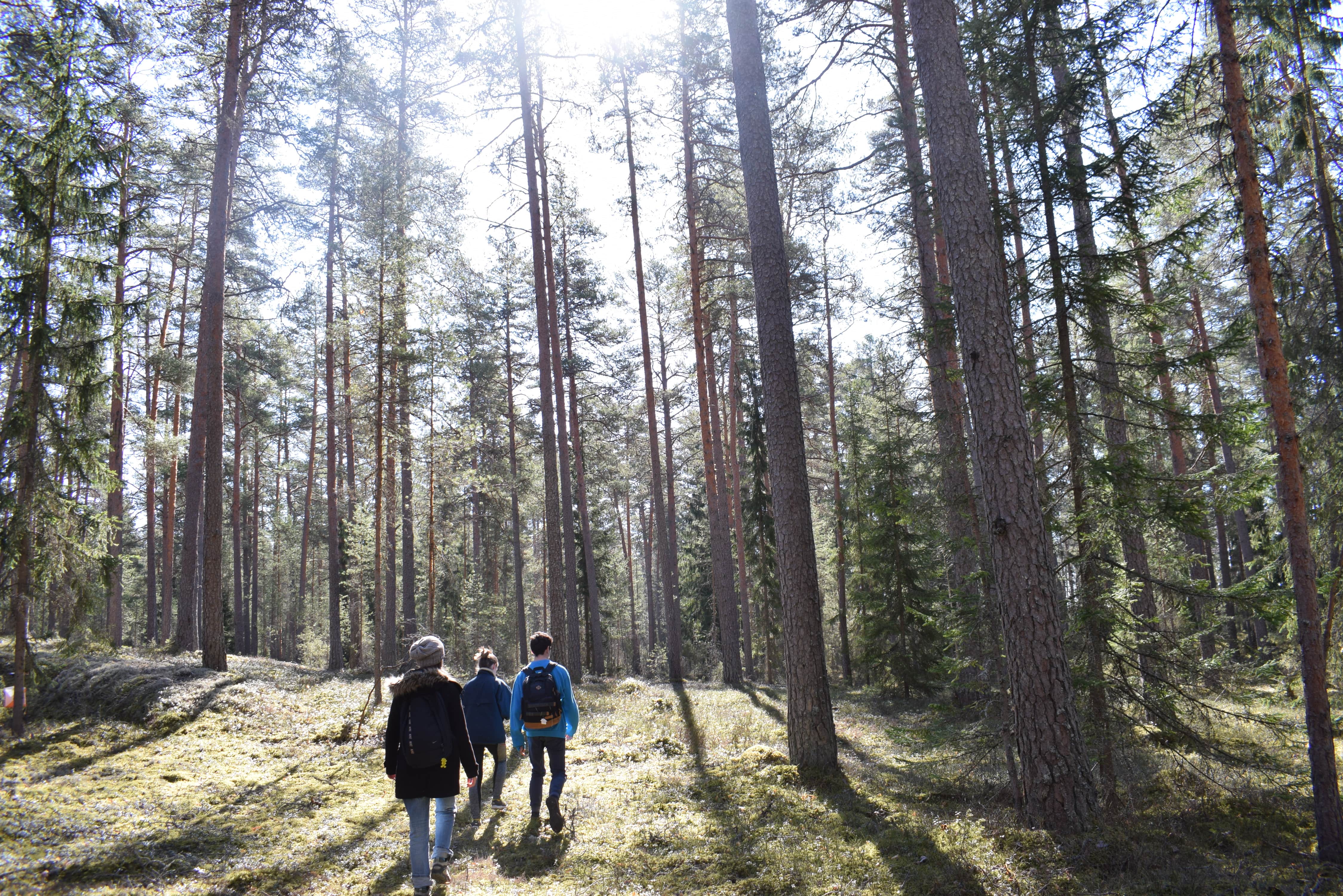 vjwald