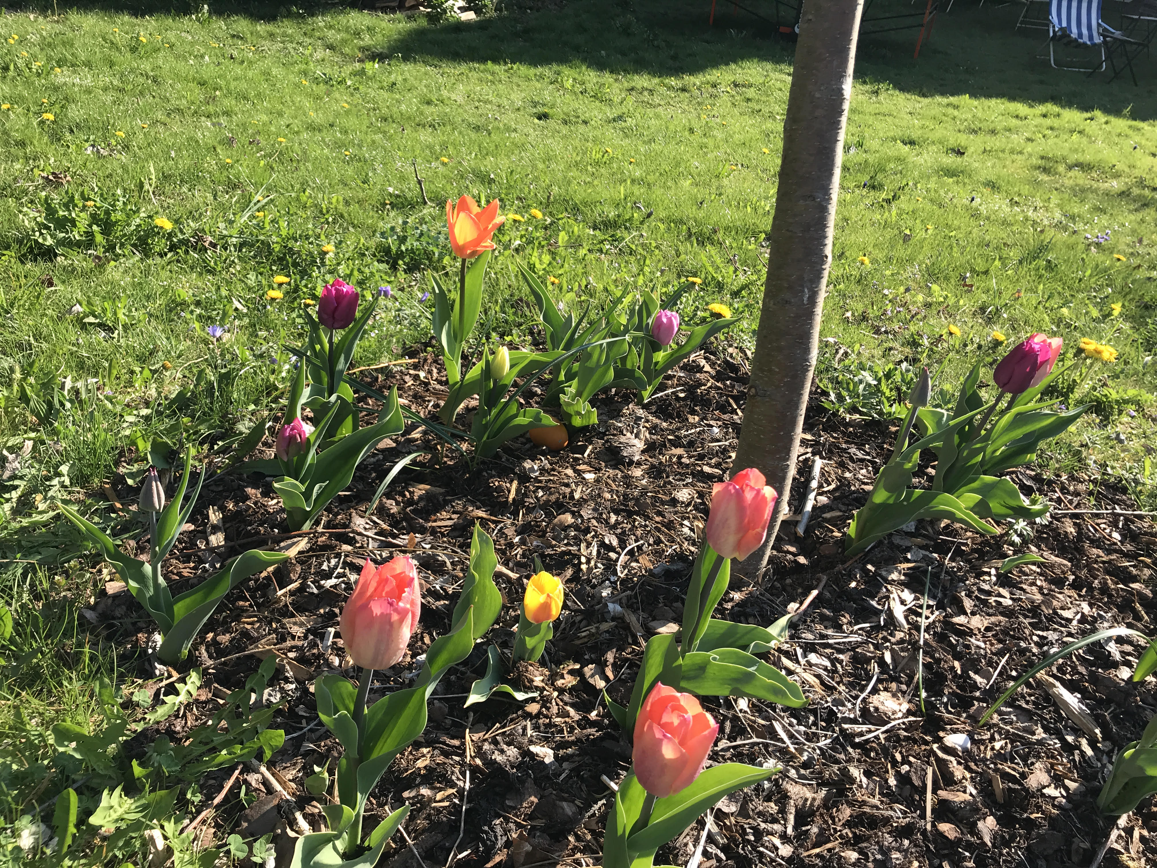 tulpen