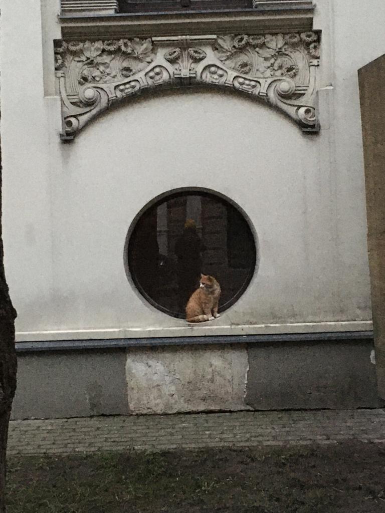 riga cat